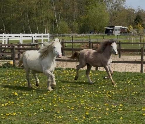 Welsh pony’s -  merries met stamboom, Dieren en Toebehoren, Merrie, B pony (1.17m tot 1.27m), Met stamboom, 0 tot 2 jaar