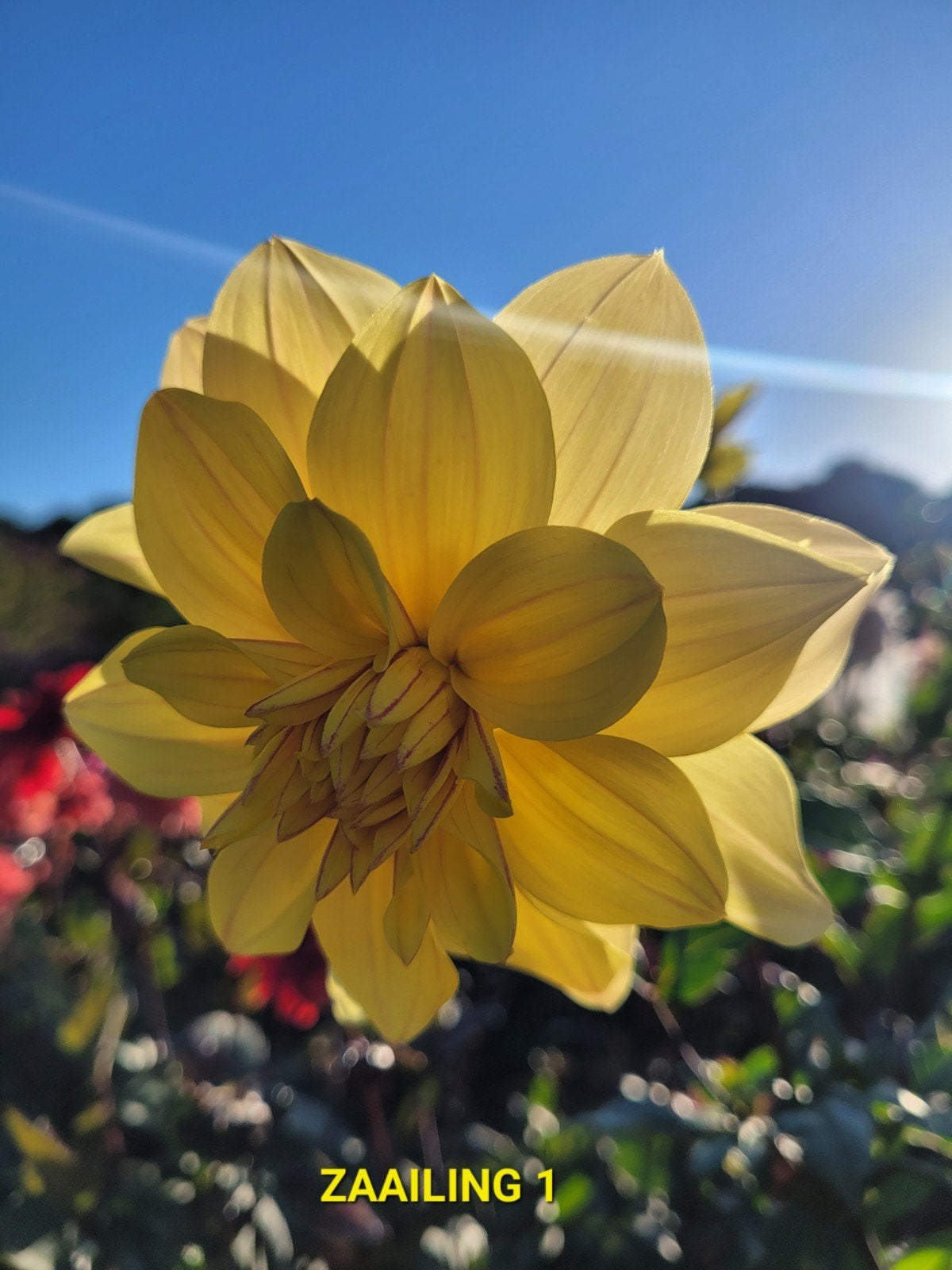 Dahlia knol 1x Zaailing 2024 nr 1, Tuin en Terras, Ophalen, Voorjaar, Volle zon, Knol