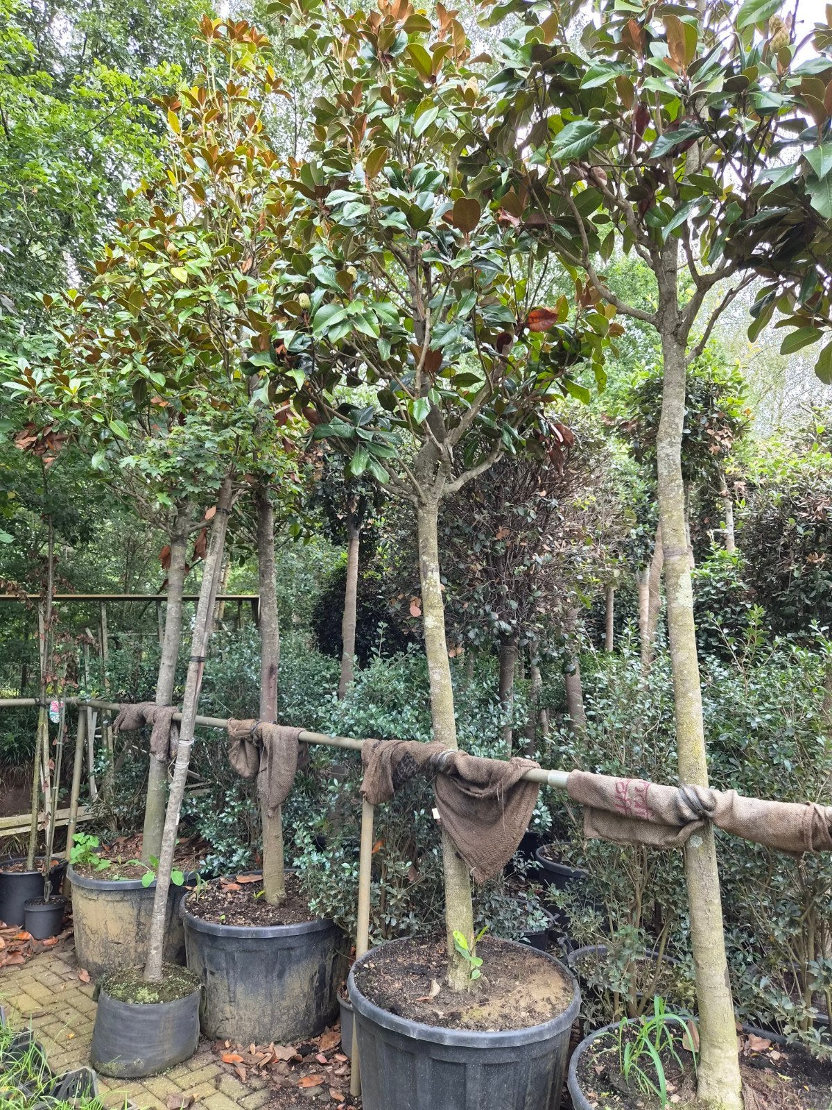 Magnolia Grandiflora Hoogstam 25-30cm stamomtrek, Ophalen