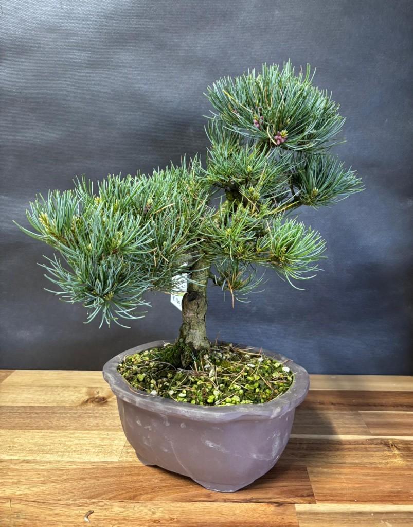 Japanse Bonsai buiten in diverse soorten en maten, In pot, Halfschaduw, Lente, Minder dan 100 cm