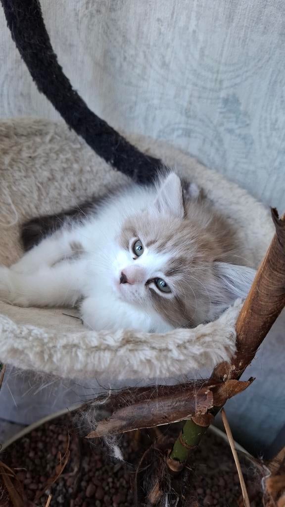 Kittens Siberische Neva Masquerade met 25% Ragdoll, Dieren en Toebehoren, Katten en Kittens | Raskatten | Langhaar, Meerdere dieren