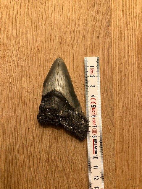 Haaientanden, Verzamelen, Mineralen en Fossielen, Verzenden, Overige typen