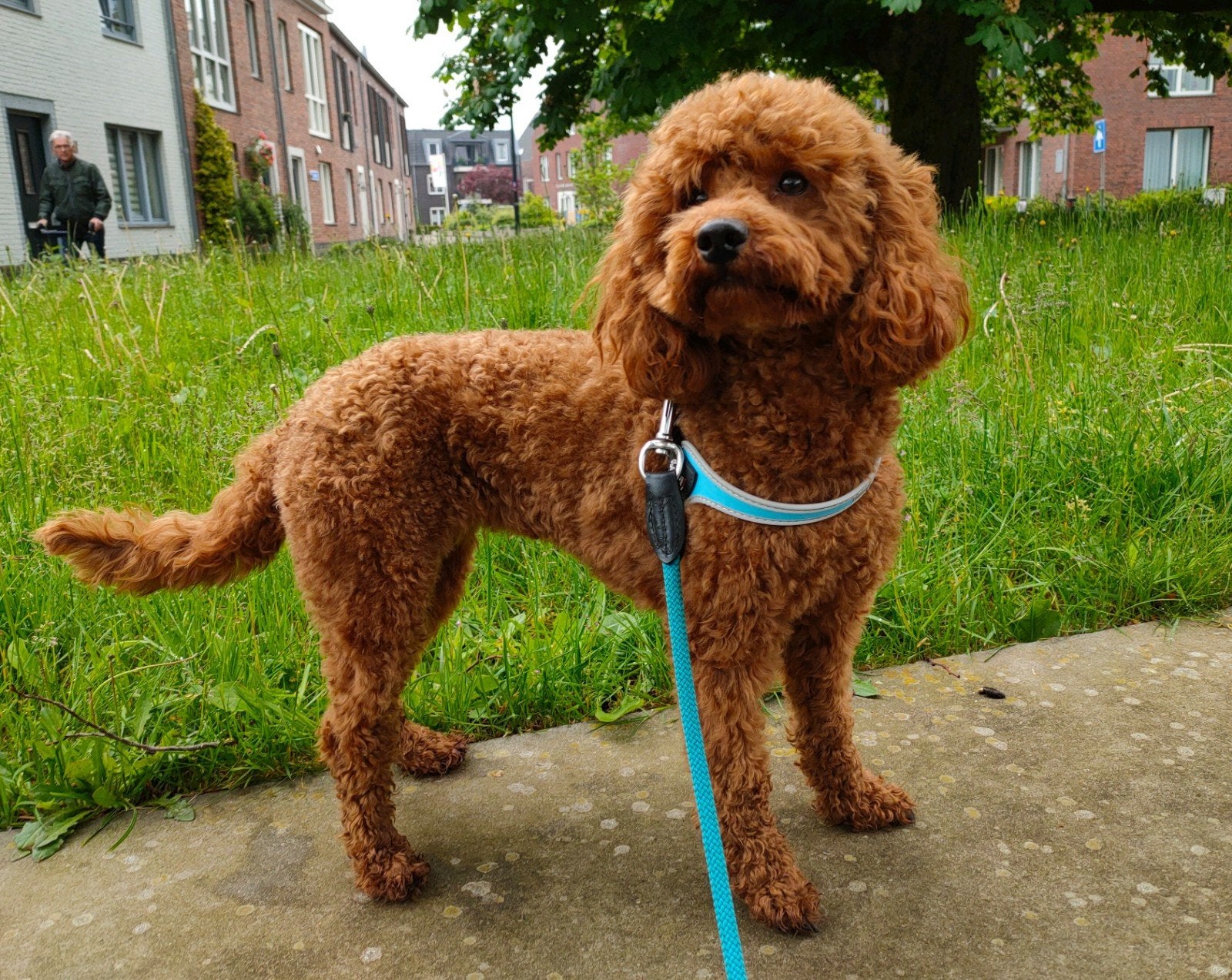 Liefdevol Gastgezin gezocht voor een Dwergpoedel 🐩❤️, Poedel, 15 weken tot 1 jaar, Teef, Parvo