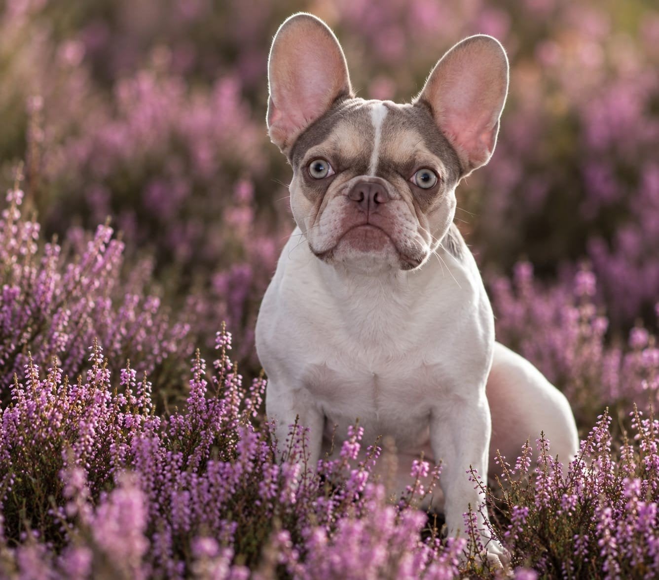🩷 prachtig franse bulldog teefje 🩷, 15 weken tot 1 jaar, CDV (hondenziekte), Teef, Bulldog