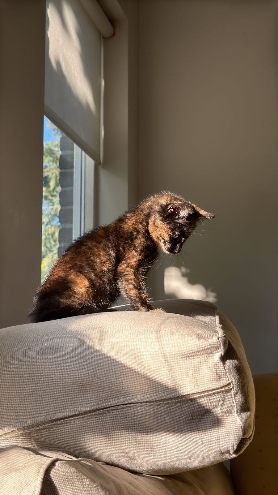Kitten poesjes, Meerdere dieren