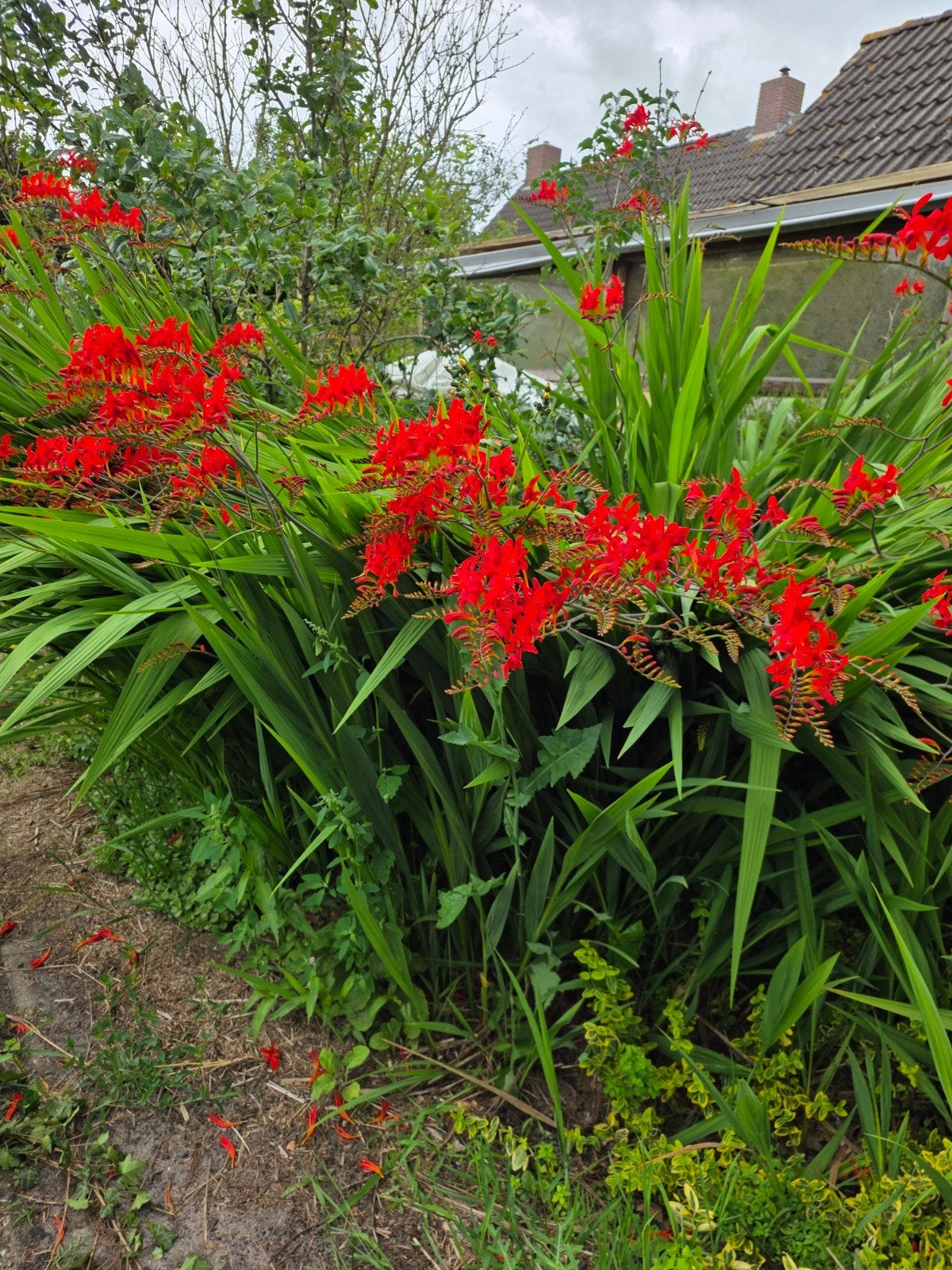 Winterharde Crocosmia (Montbretia) - Rode Bloemen, Tuin en Terras, Volle zon, Vaste plant, Zomer, Ophalen