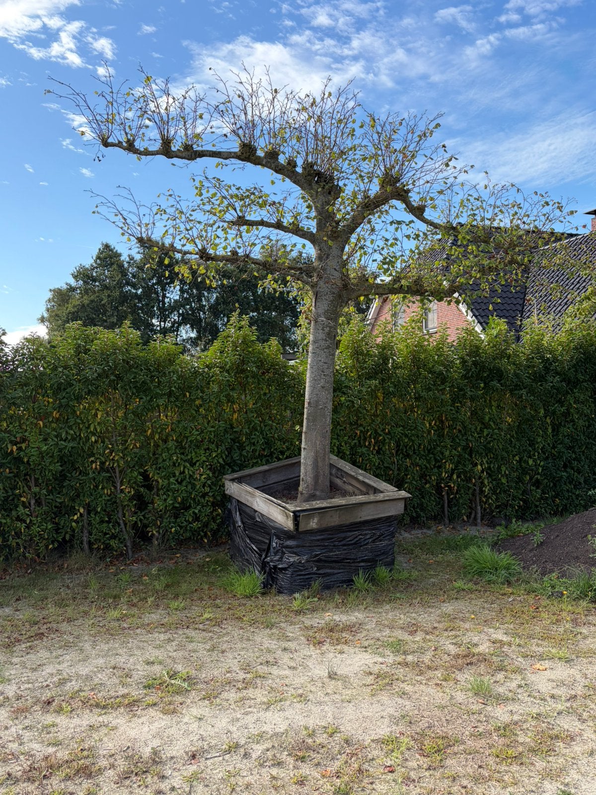 leilinde, Ophalen, Bloeit niet, Volle zon, Overige soorten