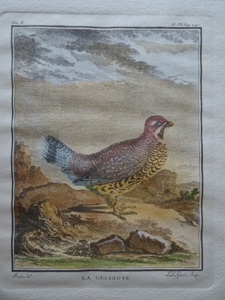 Ets in kleur Korhoen, vogel op rots, La Gelinote, Legrand, Antiek en Kunst, Handgekleurd, Verzenden, Gravure, Flora en Fauna