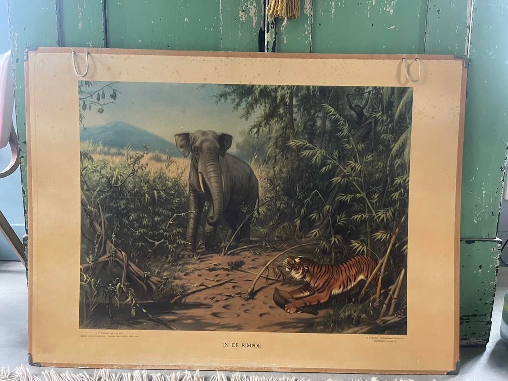 4 oude schoolplaten in 1 koop., Ophalen, Natuur en Biologie
