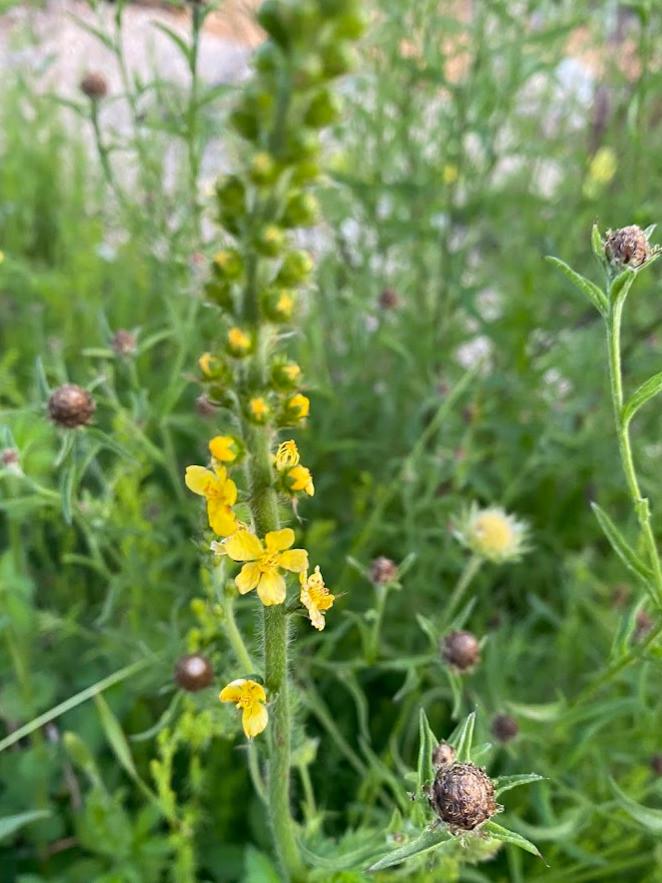 Gewone agrimonie, inheemse vaste plant, bio zaad&potgrond, Volle zon, Vaste plant, Zomer, Ophalen