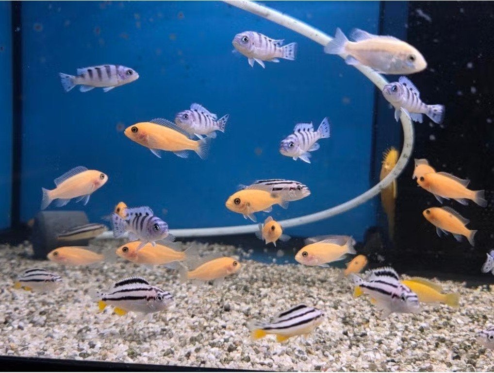 Malawi cichliden mix - (klein) - Koidream Valburg, Vis, Zoetwatervis