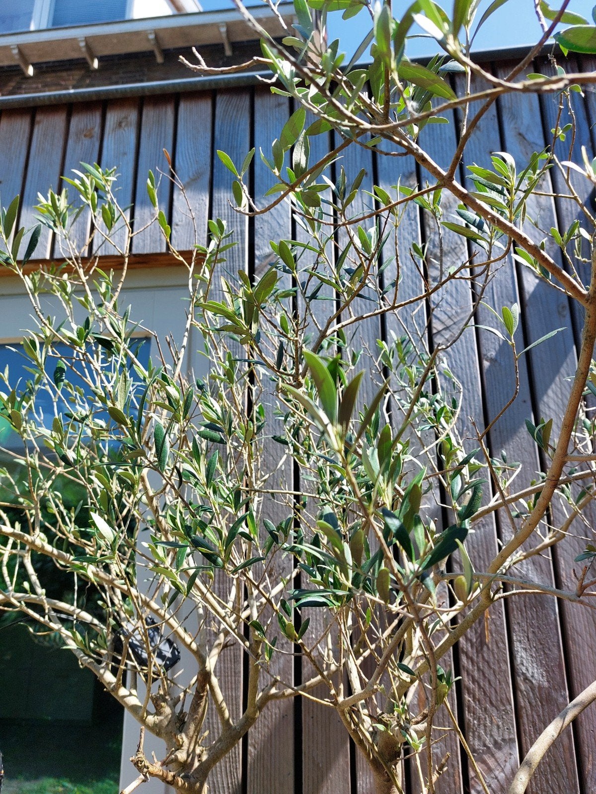 Grote olijfboom in pot - gezellige sfeermaker, Tuin en Terras, Ophalen