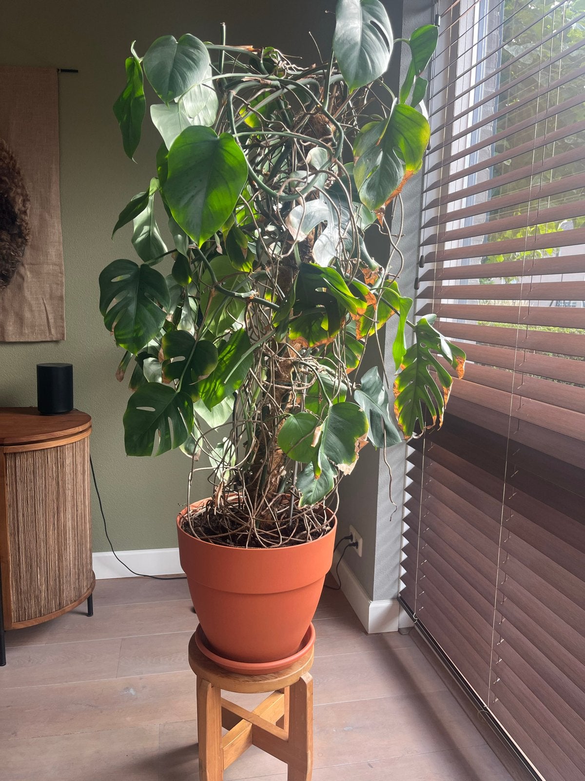 Grote Monstera Deliciosa Kamerplant in Pot, Huis en Inrichting, Ophalen, 100 tot 150 cm, Overige soorten, Halfschaduw
