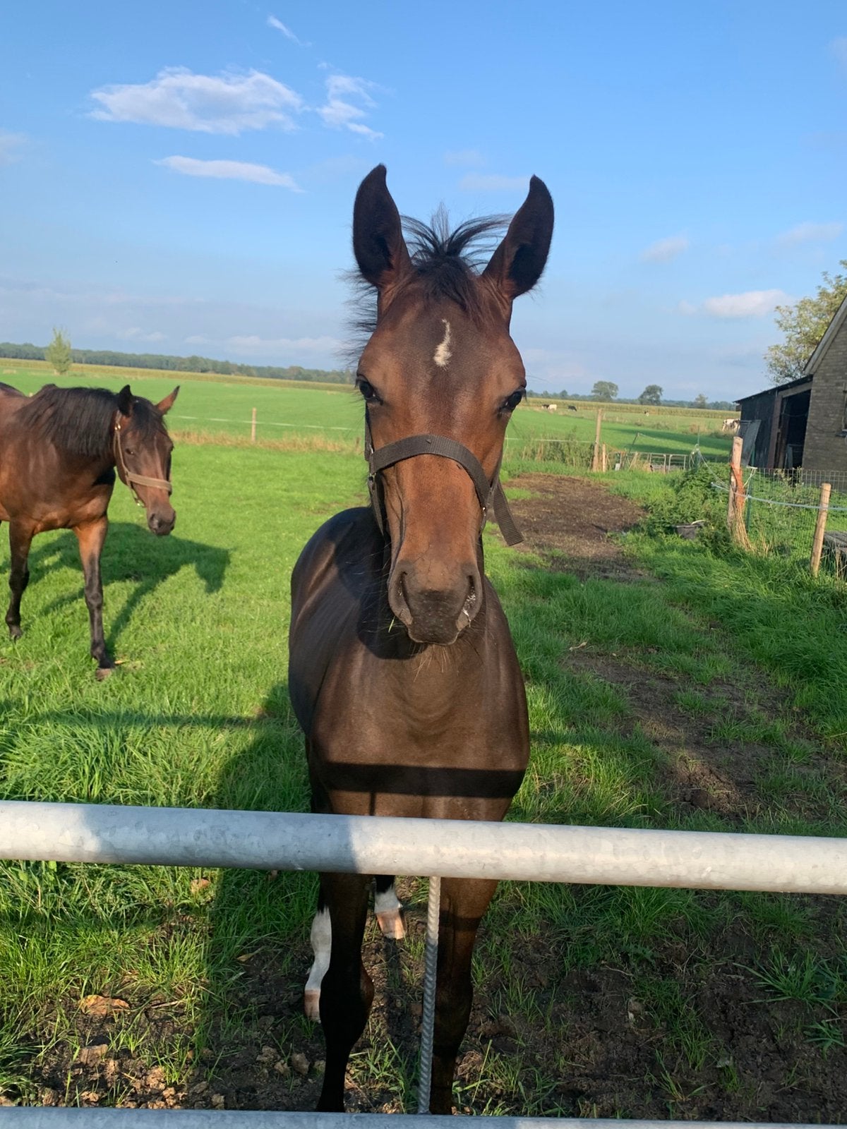 Merrieveulen Comthago vdlX Kordon vdl, Merrie, Springpaard, Met stamboom, 0 tot 2 jaar