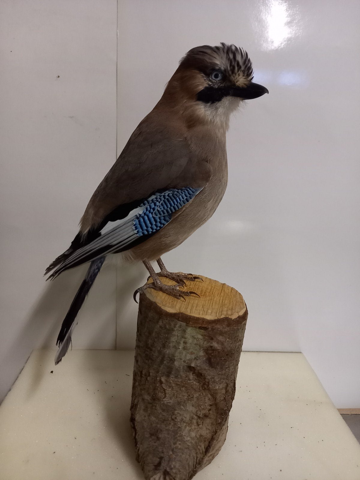 opgezette Vlaamse gaai, Ophalen of Verzenden, Zo goed als nieuw, Vogel, Opgezet dier