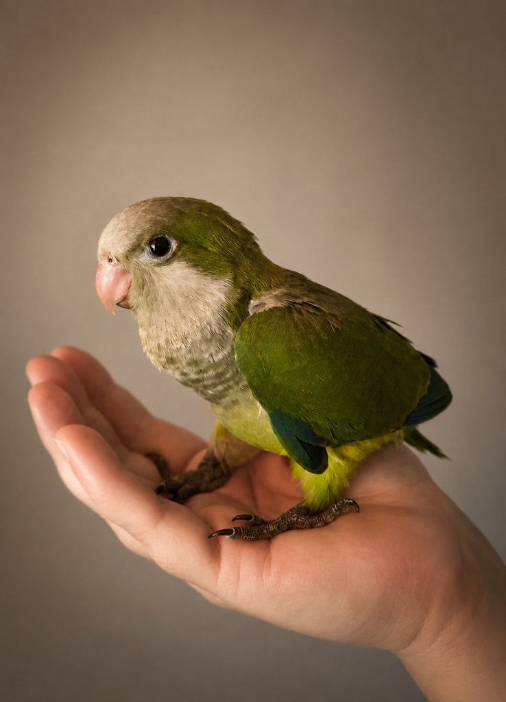 PRACHTIGE Tamme Muisparkieten Wildkleur 2026, Dieren en Toebehoren, Vogels | Parkieten en Papegaaien, Meerdere dieren, Parkiet