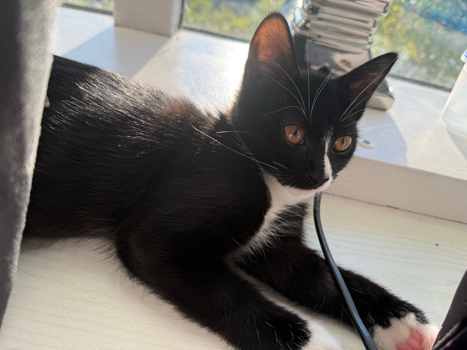 Kitten 13 weken oud, Dieren en Toebehoren, Kater, 0 tot 2 jaar