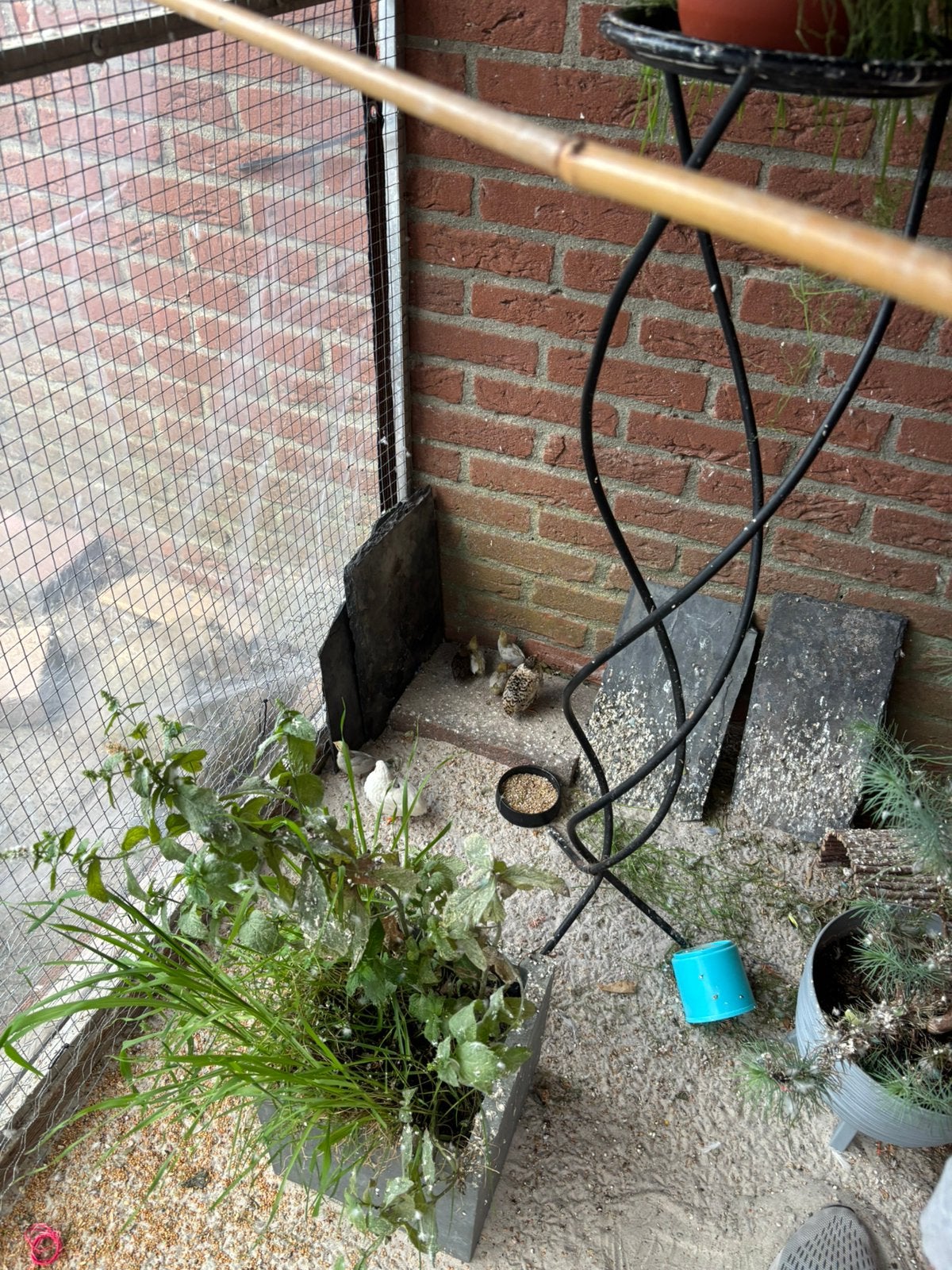 Chinese kwartel natuurbroed, Dieren en Toebehoren, Pluimvee, Meerdere dieren, Overige soorten
