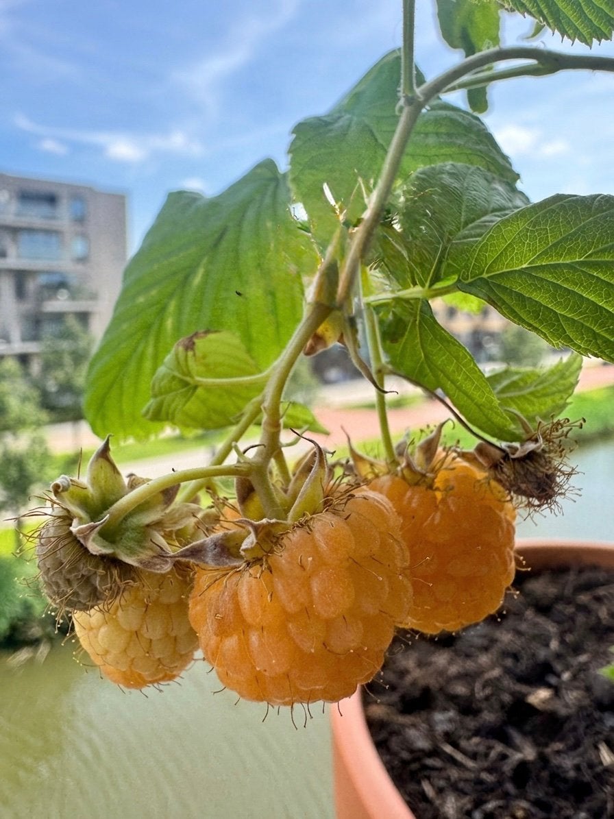 Gele framboos (Sugana Yellow & Allgold) stekjes, Tuin en Terras, Planten | Tuinplanten, Ophalen, Volle zon, Vaste plant, Zomer