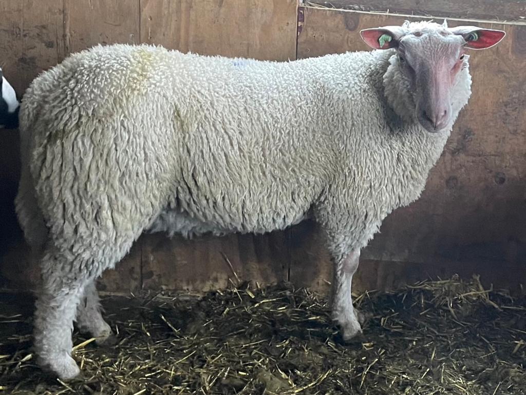Rouge de l’ouest rammen zwoegervrij, Mannelijk, Schaap