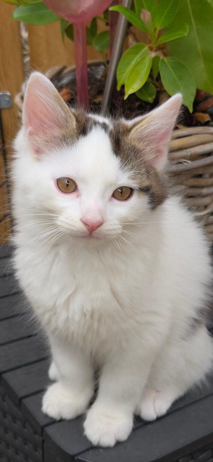 mooie sociale half langharige kitten, Kater, Langharig, 0 tot 2 jaar