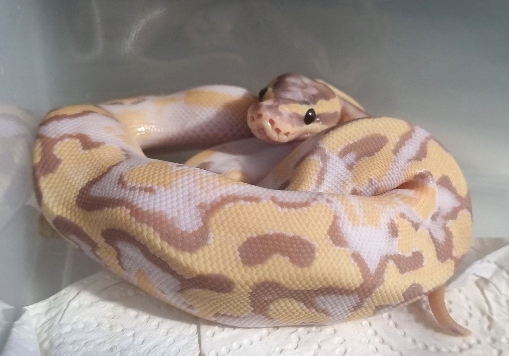 1.0 banana enchi pastel piebald koningspython Ball Python photo 2