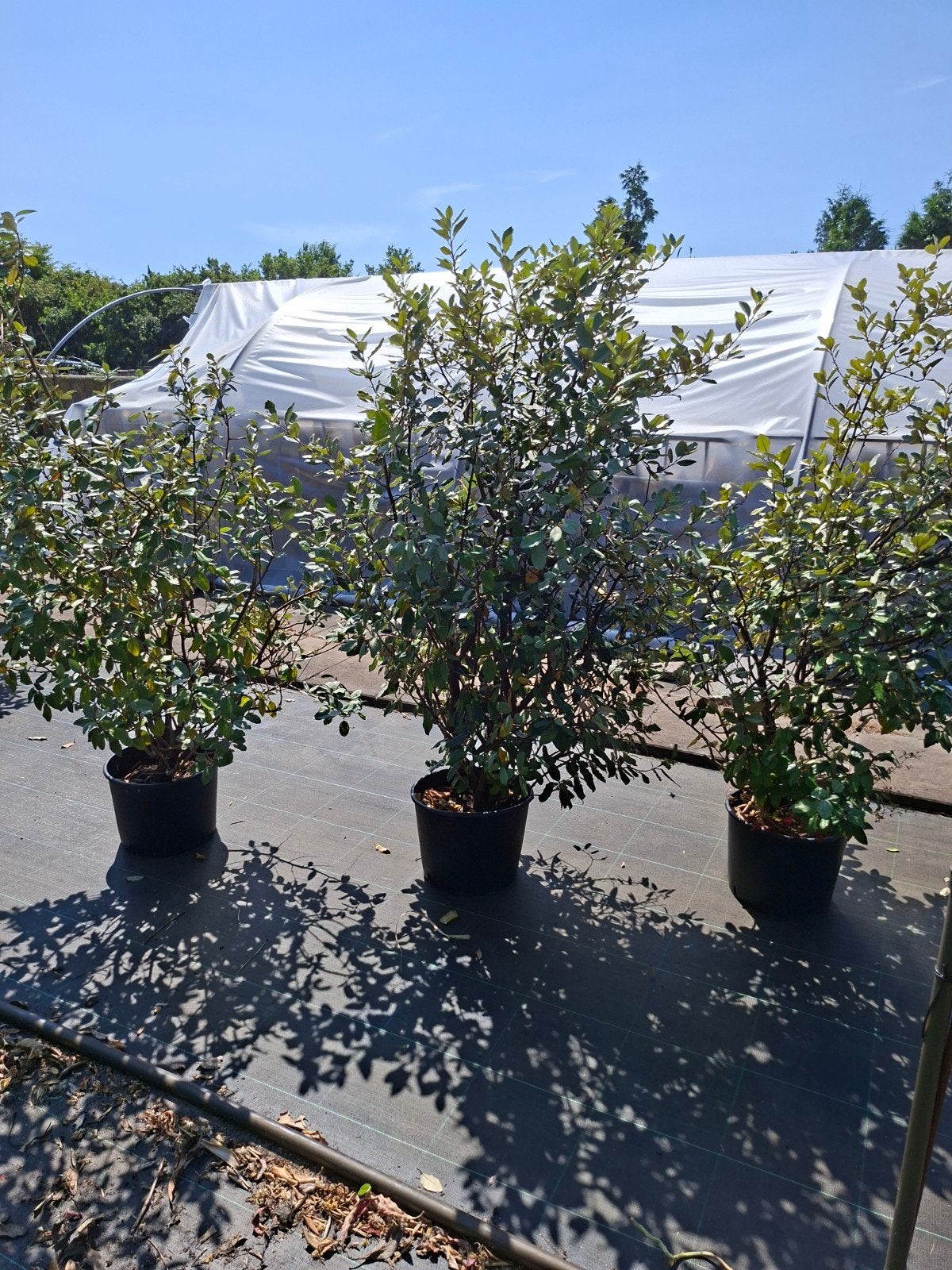 Eleagnus ebbingei  compacta opruiming, Tuin en Terras, Planten | Bomen, Overige soorten, 100 tot 250 cm, Ophalen, Volle zon