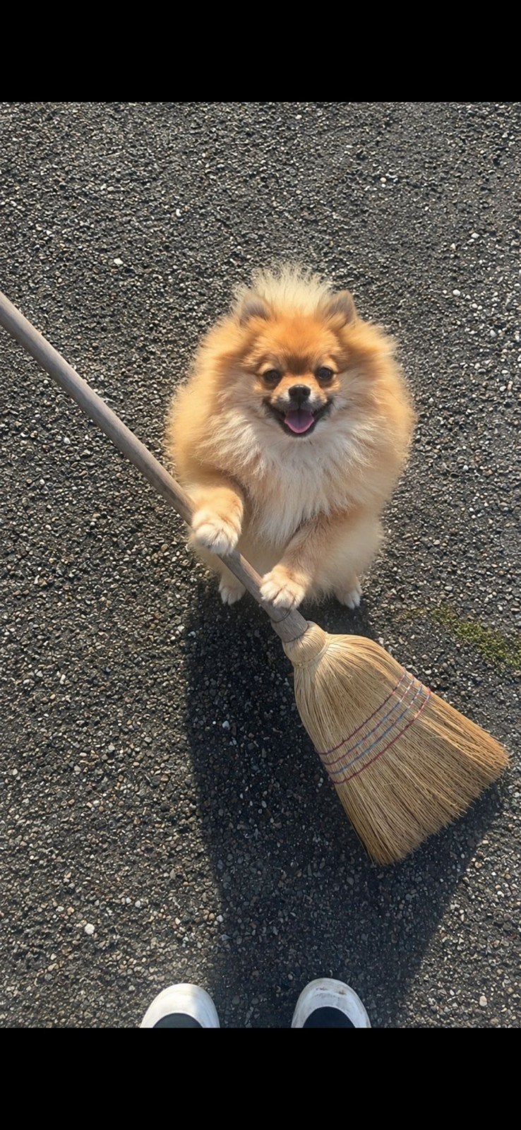 9 maanden pomeriaan teefje, Parvo, 15 weken tot 1 jaar, Teef, Eén hond