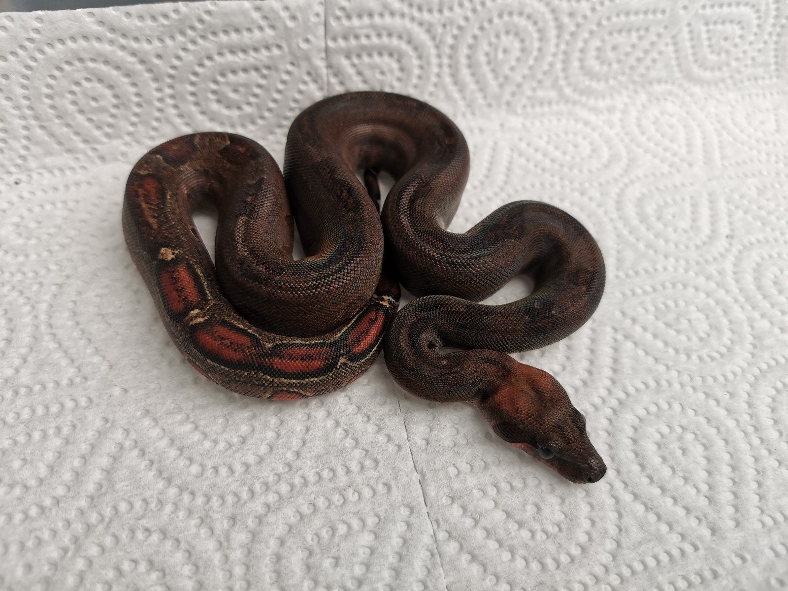 Boa : 0.1 leopard het albino, Dieren en Toebehoren, Slang, 0 tot 2 jaar