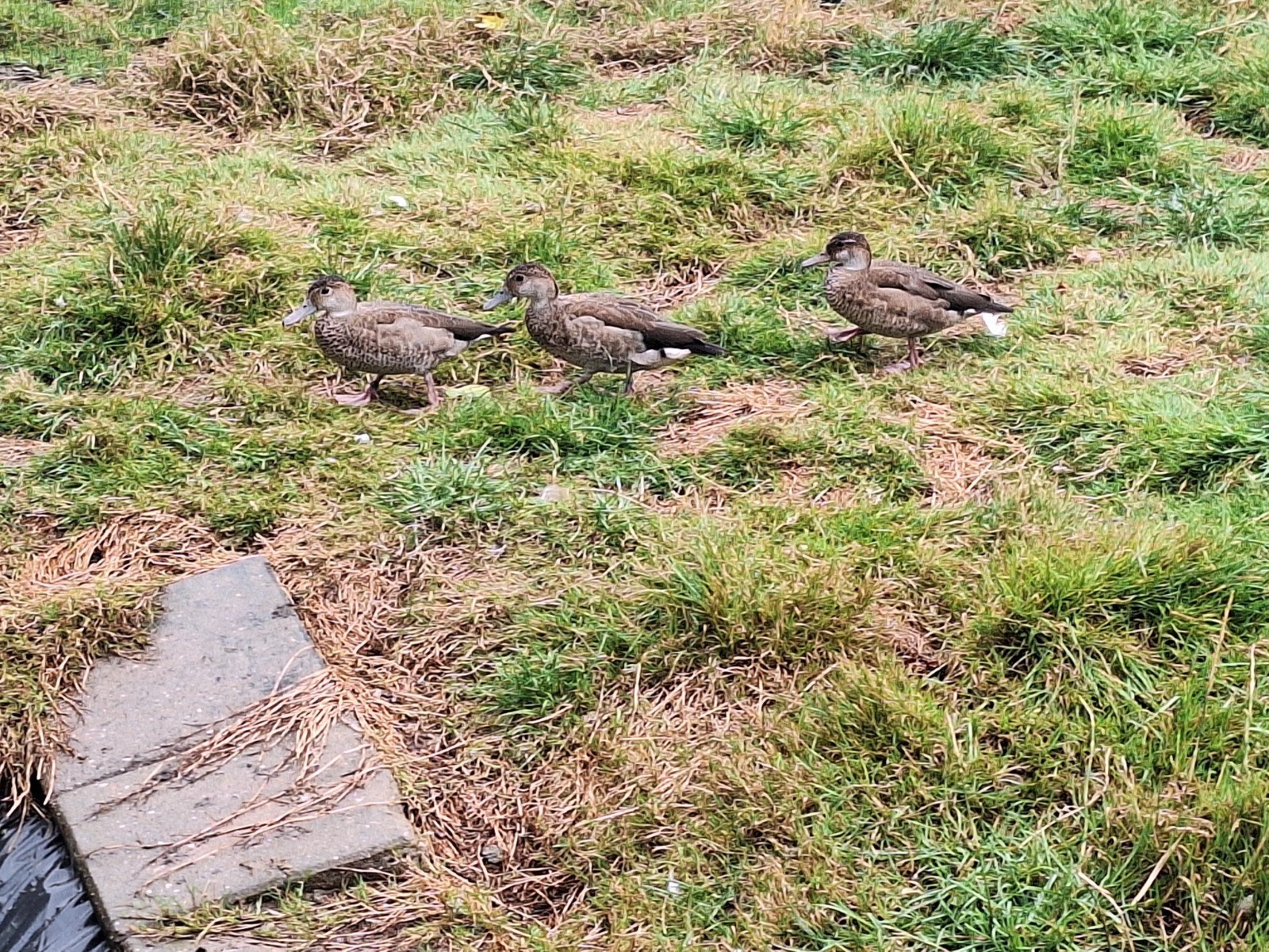 eenden siereenden, Dieren en Toebehoren, Pluimvee, Meerdere dieren, Eend