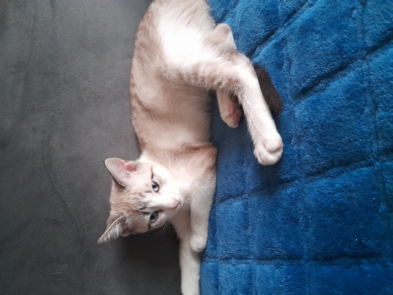 2 thaise siamezen kittens, Meerdere dieren, Gechipt