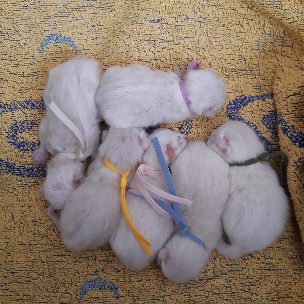 Ragdoll kittens, Dieren en Toebehoren, Katten en Kittens | Raskatten | Langhaar, Meerdere dieren, Gechipt