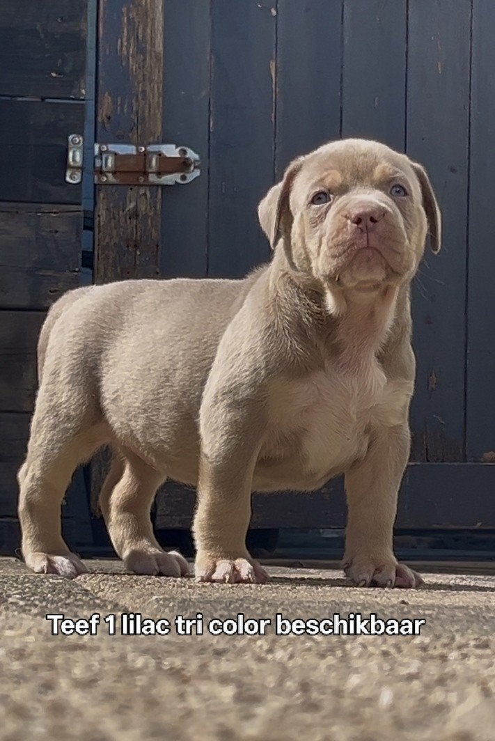 Bully xl pups tri color UPDATED FOTOS, Dieren en Toebehoren, Honden | Bulldogs, Pinschers en Molossers, Parvo, Overige rassen