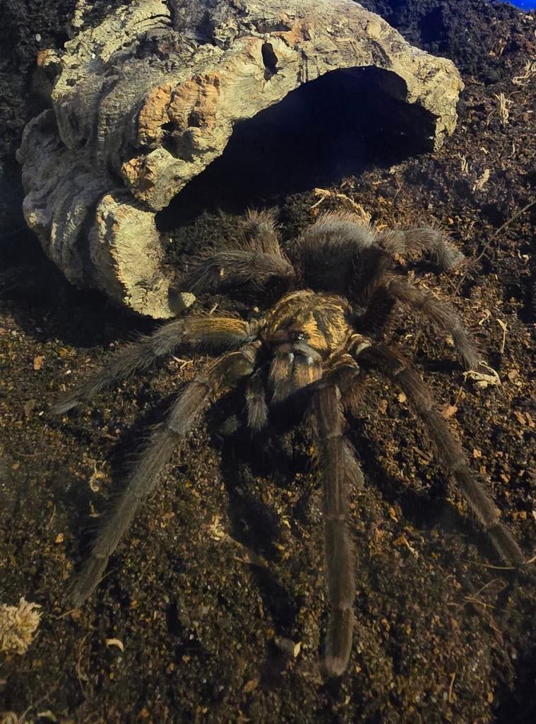 Phormictopus Auratus, Vogelspin, Tarantula, Dieren en Toebehoren, Insecten en Spinnen, Spin of Schorpioen