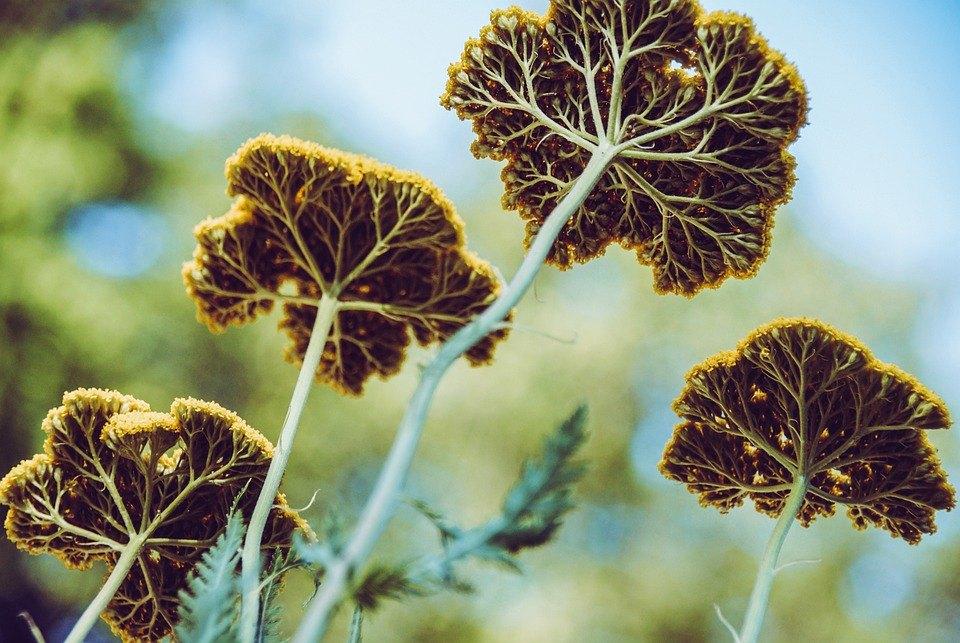Bio zaden Geel duizenblad  - Achillea filipendulina, Tuin en Terras, Bloembollen en Zaden, Volle zon, Verzenden