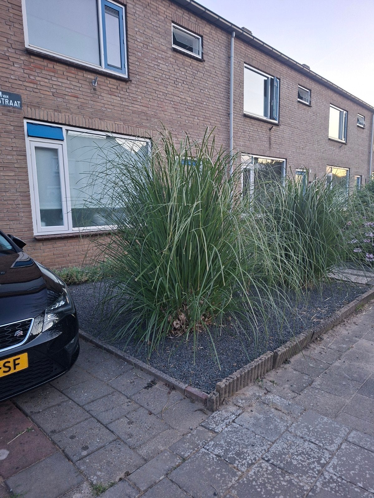 Pampasgras met mooie pluimen - zelf uitgraven, Tuin en Terras, Volle zon, Vaste plant, Siergrassen, Ophalen of Verzenden