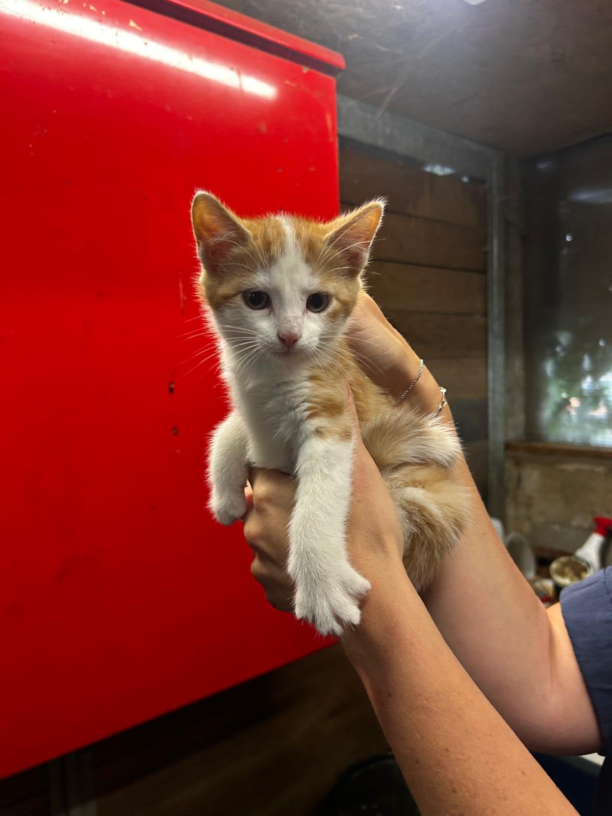 2 kittens - rood/wit, Dieren en Toebehoren, Katten en Kittens | Overige Katten, Meerdere dieren, 0 tot 2 jaar