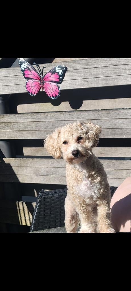 Dekreu Maltipoo, Fokker | Hobbymatig, 1 tot 2 jaar, Buitenland, Eén hond