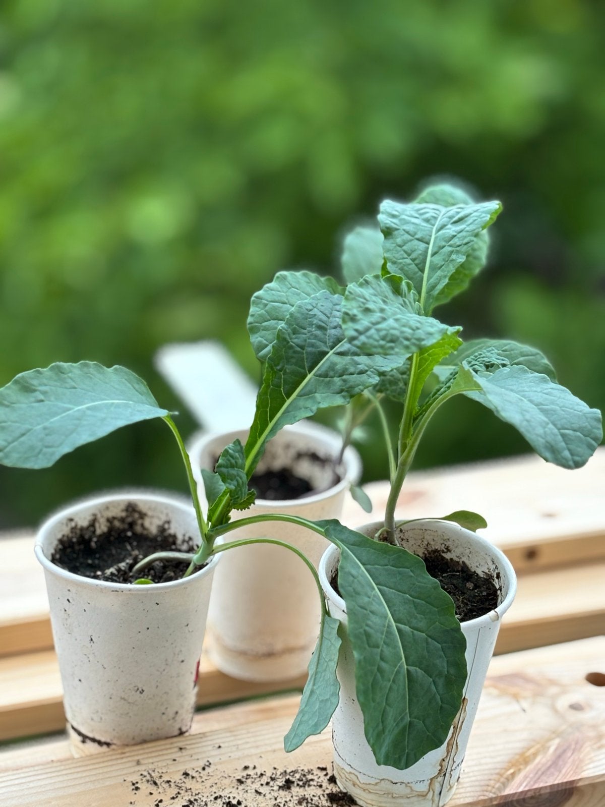 Bio Palmkoolplantjes (Cavolo Nero) - Superfood voor je tuin!, Tuin en Terras, Planten | Tuinplanten, Ophalen, Volle zon, Bloeit niet