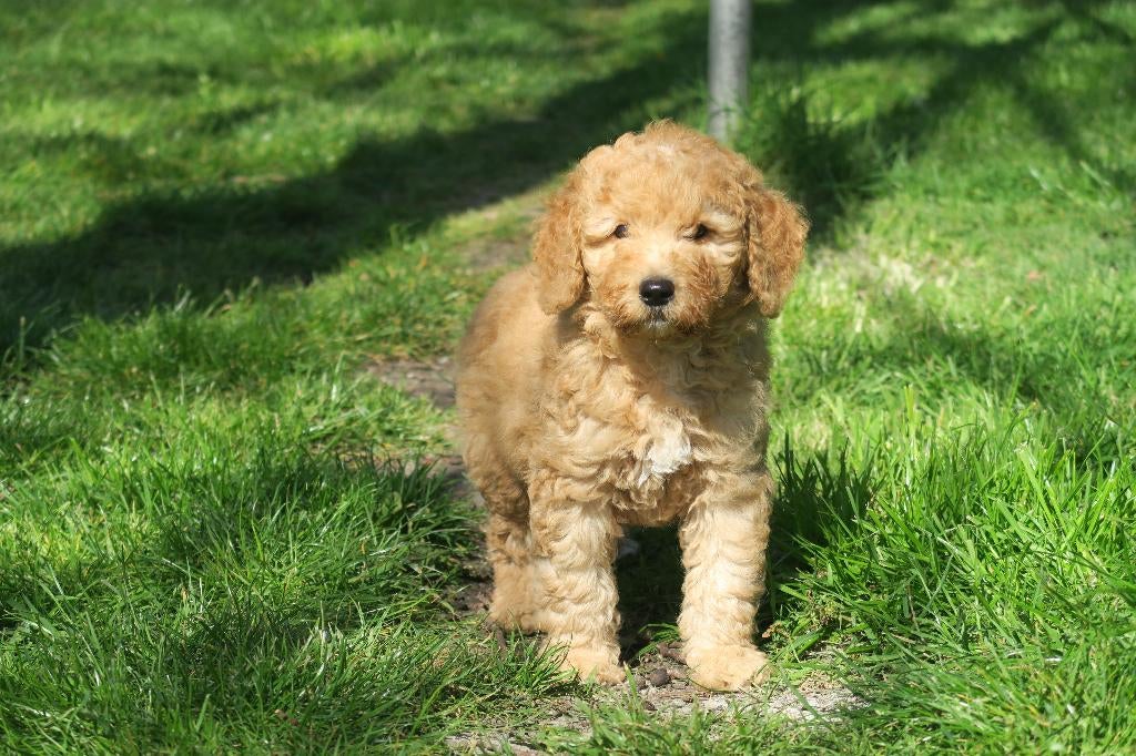 Leuke Medium Goldendoodle pups, Dieren en Toebehoren, Poedel, Parvo, Nederland, 8 tot 15 weken