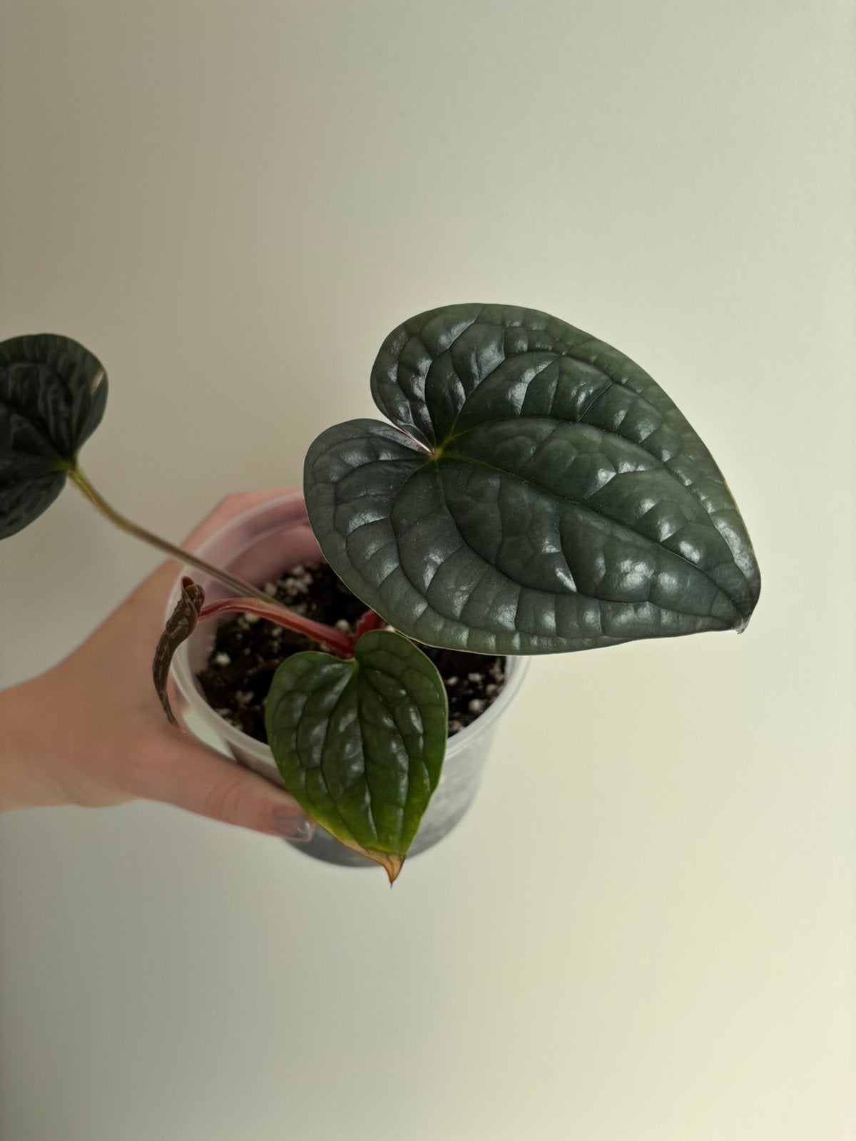 Anthurium Luxurians, Ophalen of Verzenden, Halfschaduw, Minder dan 100 cm