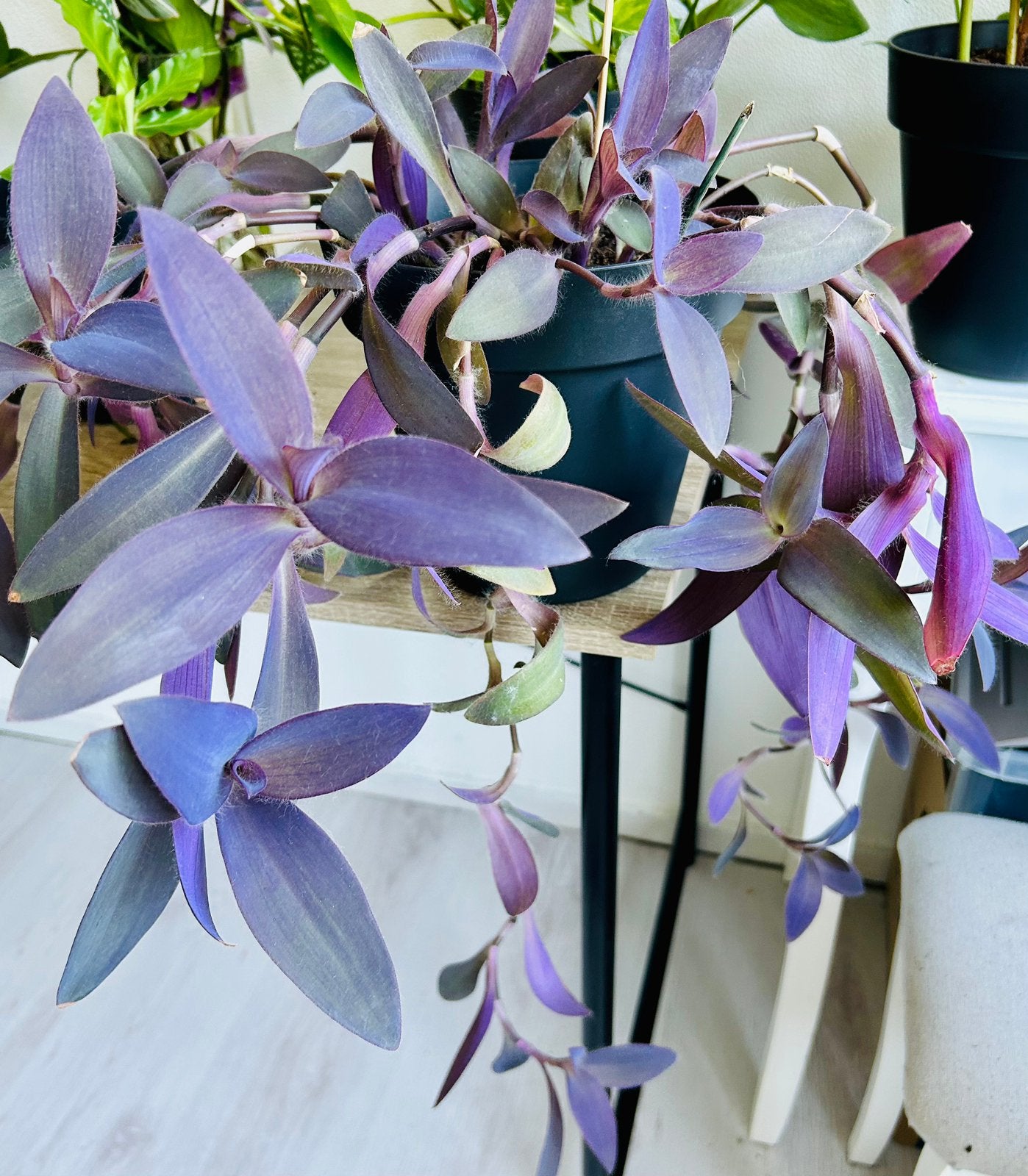 Prachtige Tradescantia ‘Purple Heart’ in pot, zie info, Ophalen, Overige soorten, Halfschaduw, In pot