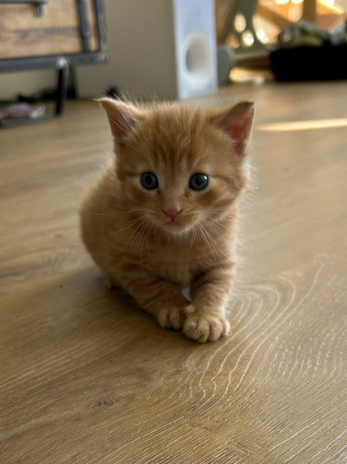 Kitten kater, direct ophalen, Kater
