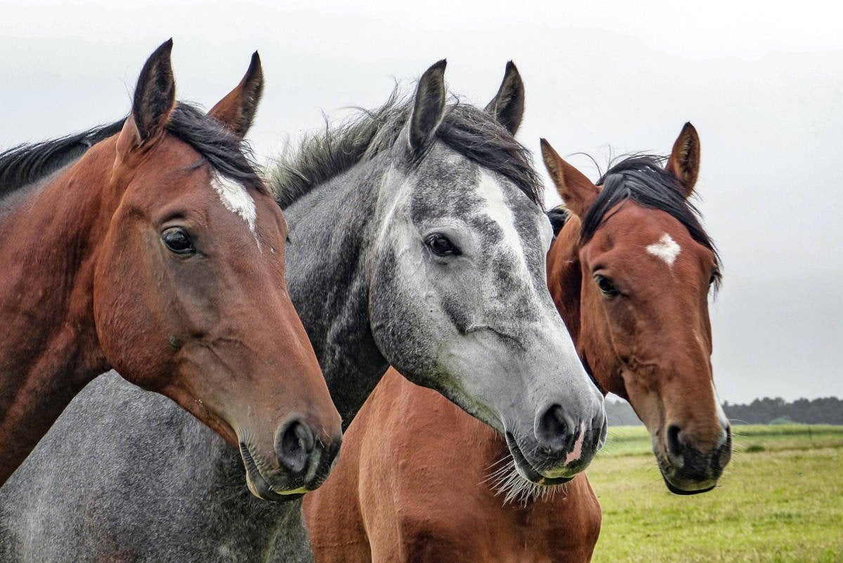 PAARDEN GEZOCHT – WIJ KOPEN DIRECT OP!, Dieren en Toebehoren, Minder dan 160 cm, Met stamboom, 0 tot 2 jaar, Zadelmak