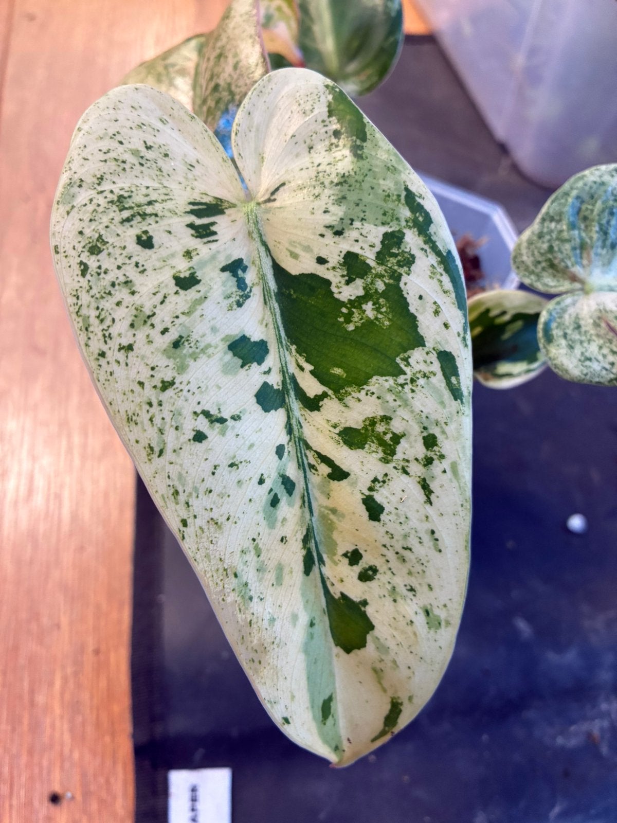 Philodendron Ilsemanii variegata, Overige soorten, Ophalen of Verzenden, In pot, Minder dan 100 cm