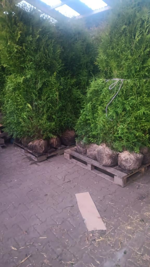 Thuja Brabant 200 cm plu - 200 stuks wegens annulering order, Volle zon, Vaste plant, Bloeit niet, Ophalen
