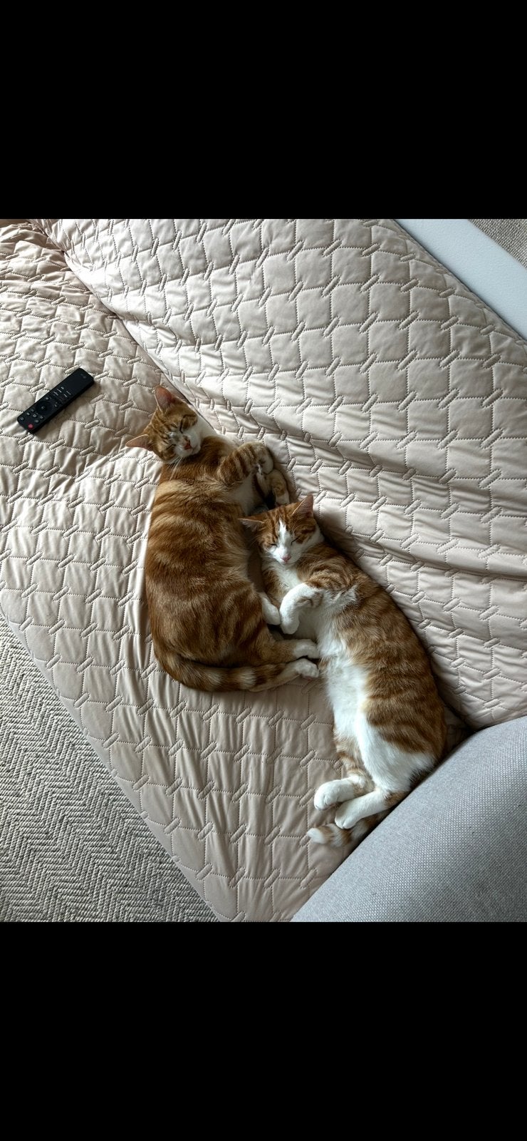 twee rode katers, Kater, Kortharig, 0 tot 2 jaar