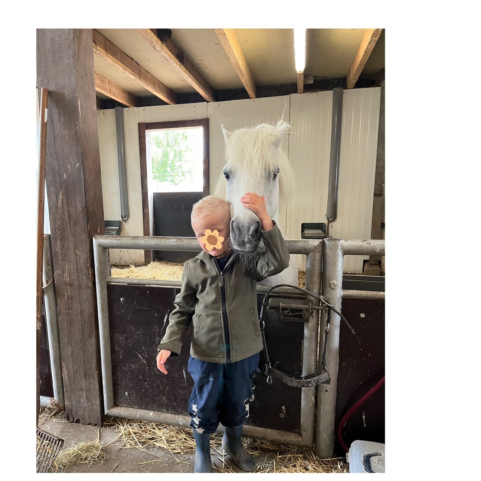 Te koop Lieve goedgekeurde Shetlander Hengst, Dieren en Toebehoren, Pony's, Hengst, A pony (tot 1.17m), 11 jaar of ouder, Met stamboom