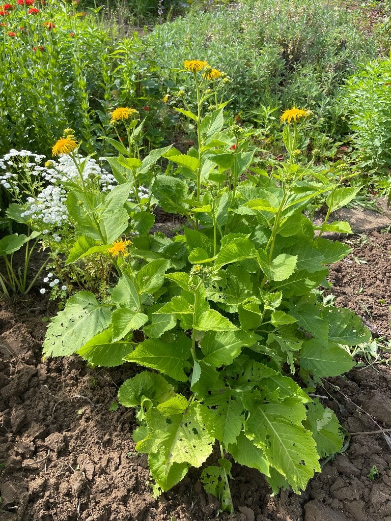 Te koop: jonge tuinplant Koeienoog, Volle zon, Vaste plant, Zomer, Ophalen