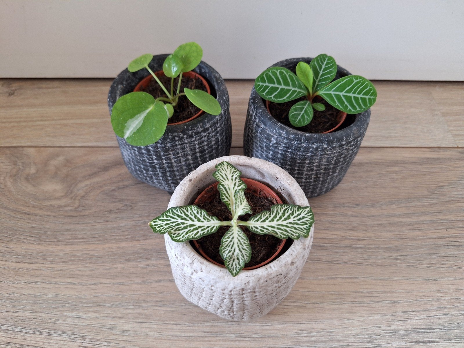 3 kamerplant stekjes in leuke potjes, Ophalen, Halfschaduw, Minder dan 100 cm